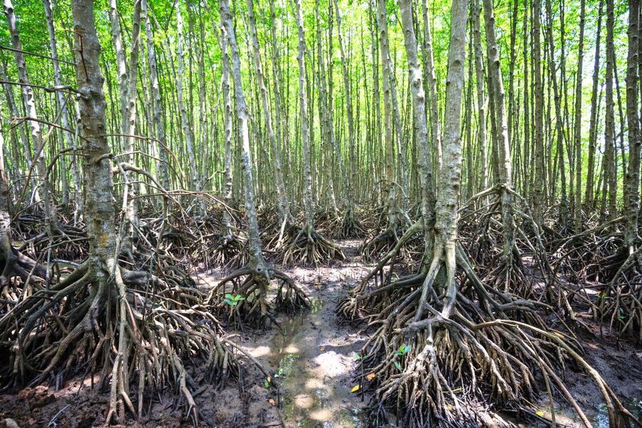Vam Sat Mangrove Forest Private Tour from Ho Chi Minh City - Key points at a glance