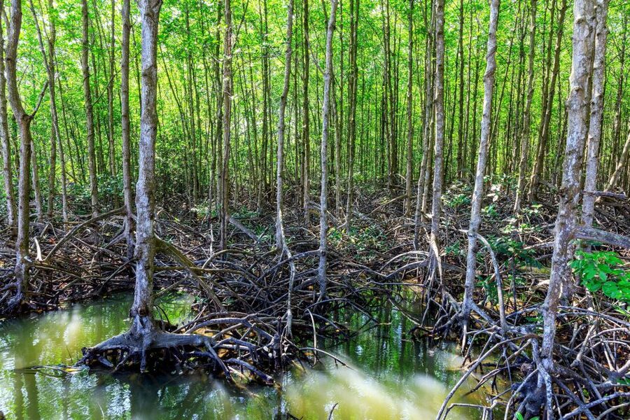 Vam Sat Mangrove Forest Private Tour from Ho Chi Minh City - A short walk and lunch by the river