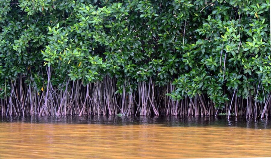 Vam Sat Mangrove Forest Private Tour from Ho Chi Minh City - Monkeys, gibbons, birds, and crab fishing at Vam Sat Eco Park