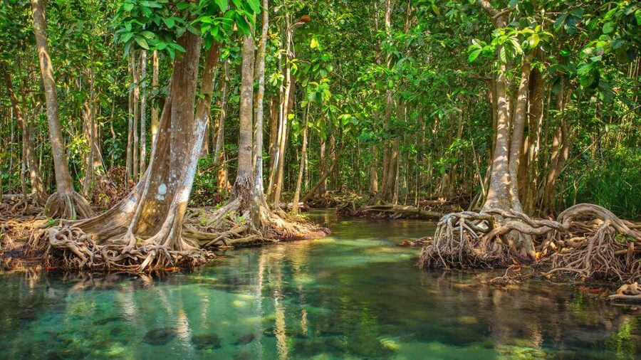 Vam Sat Mangrove Forest Private Tour from Ho Chi Minh City - The guide can make or break the day