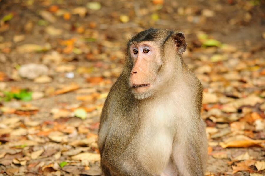 Vam Sat Mangrove Forest Private Tour from Ho Chi Minh City - Why Can Gio matters