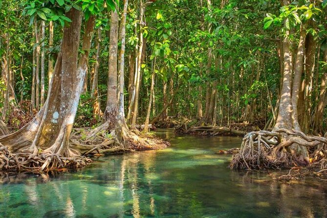 Vam Sat Mangrove Forest - VIP Private Tour - Leaving Ho Chi Minh City for Can Gio